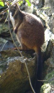 Brush-tailed Rock Wallaby