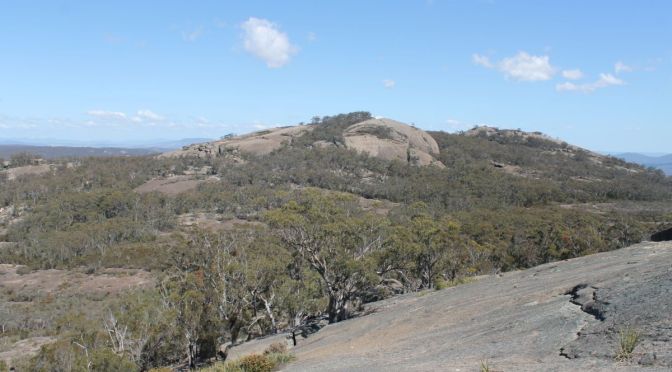 Exploring the backblocks of Girraween National Park. Of Domes, Dingoes and Dendrobiums.
