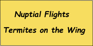 Title for winged termite