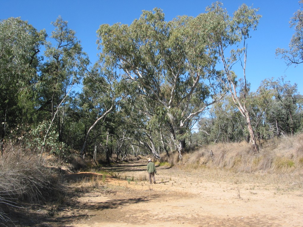 Dry creek bed, mid winter.