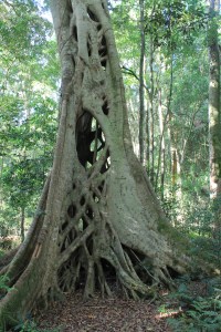 Strangling Fig. Ficus sp.