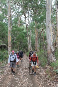Boranup Karri Forest