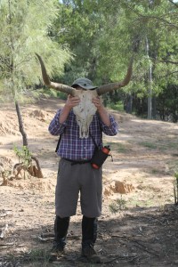 An Ornery Scrub Bull