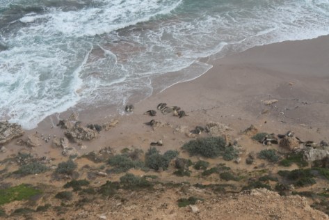 Cape Labatt sea lion colony