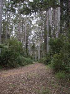 The Moogem Trail