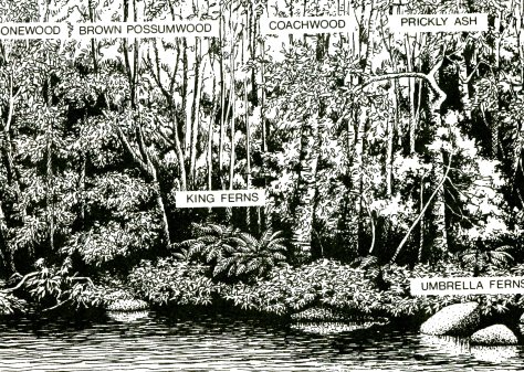 Warm Temperate Rainforest. Source: NSW NPWS Brochure.