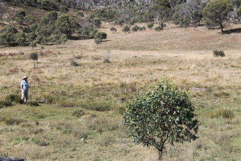 Dip Creek below Hainsworth Hut. Kosciuszko National Park.