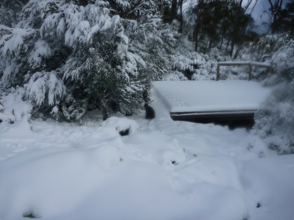 Tent Platform: Wild Dog Creek. Walls of Jerusalem. Tasmania.