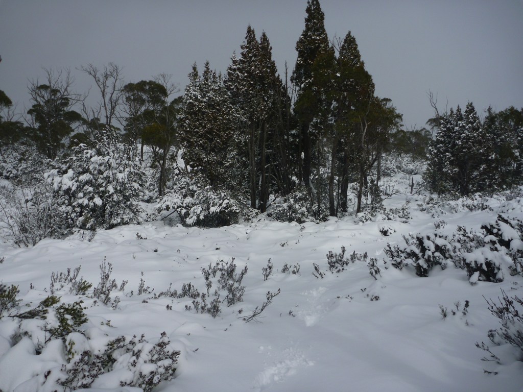 Stand of Pencil Pines. Winter. Walls of Jerusalem. Tasmania.