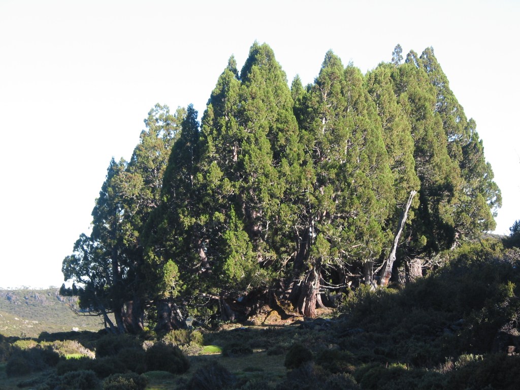Stand of Pencil Pines: SummWalls of Jerusalem. Tasmania.er. 