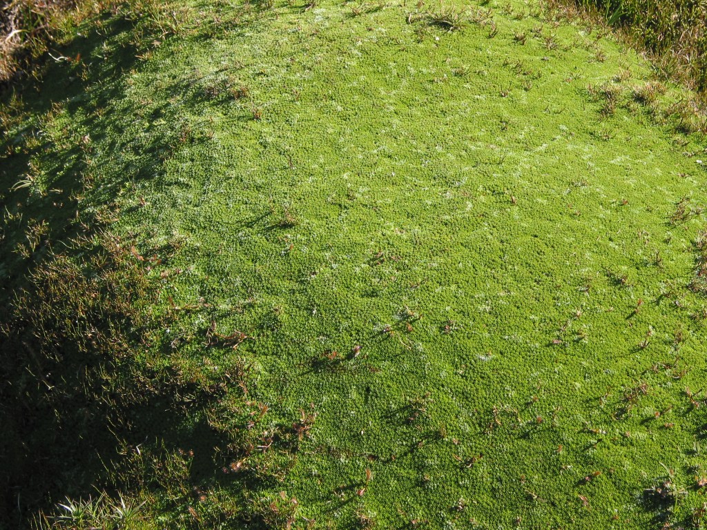 Cushion Plant: Walls of Jerusalem. Tasmania.