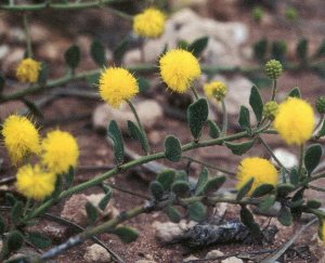 Gregory's Wattle