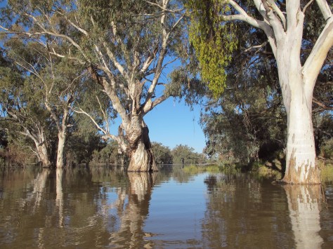 River Red Gums