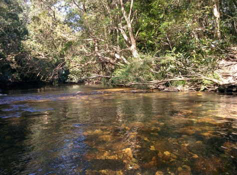 Cool waters of the Yadboro River