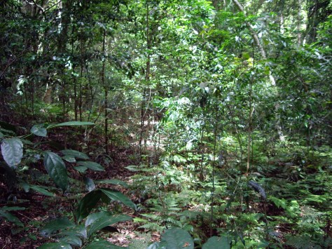 Rainforest on Mistake Mountains