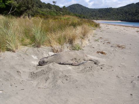 Large Fur Seal sunning on Maori Beach.