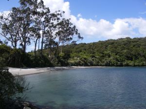 Port William & Australian gum trees.