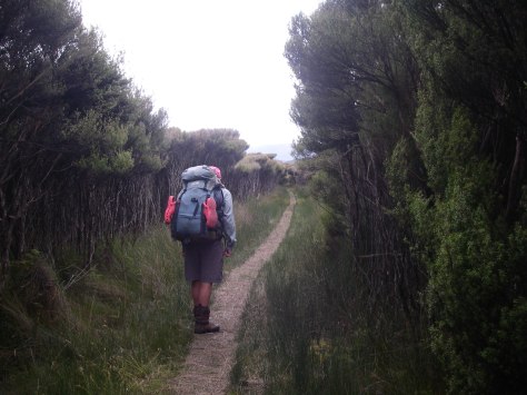 Boardwalk over Freshwater wetlands.