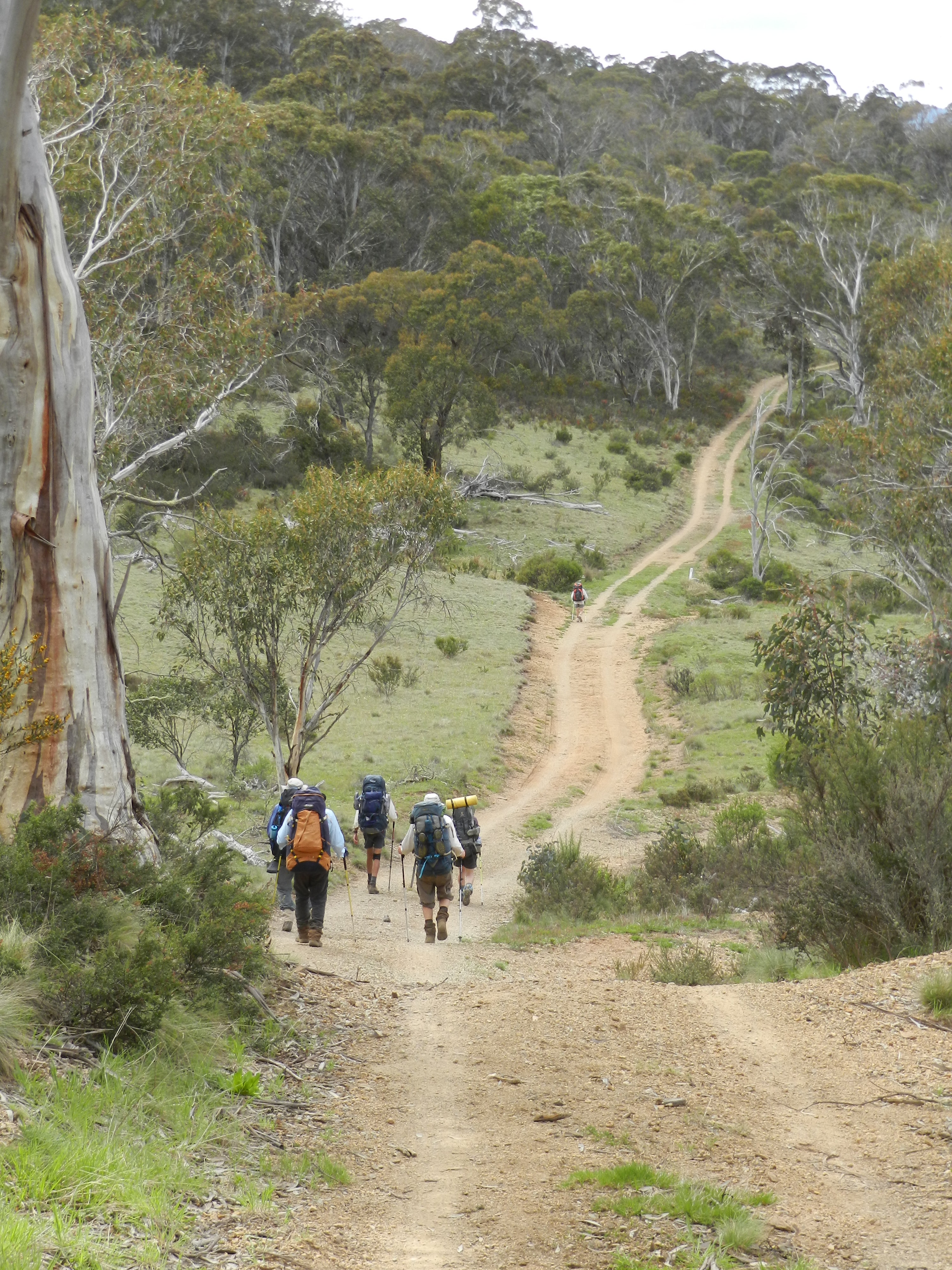 Mosquito Ck Firetrail .  Kosciuszko National Park.