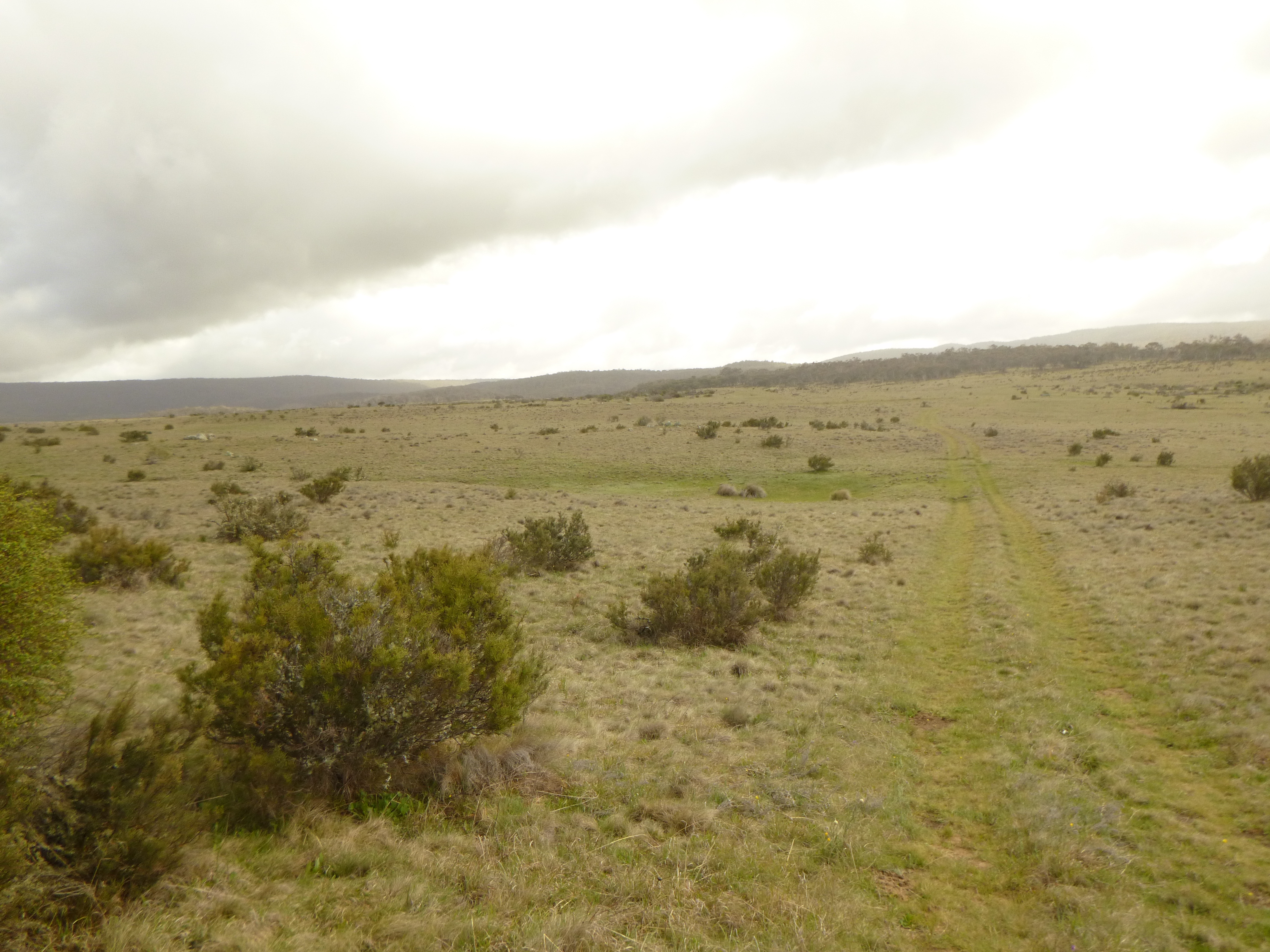 Cooleman Plain.   Kosciuszko National Park.