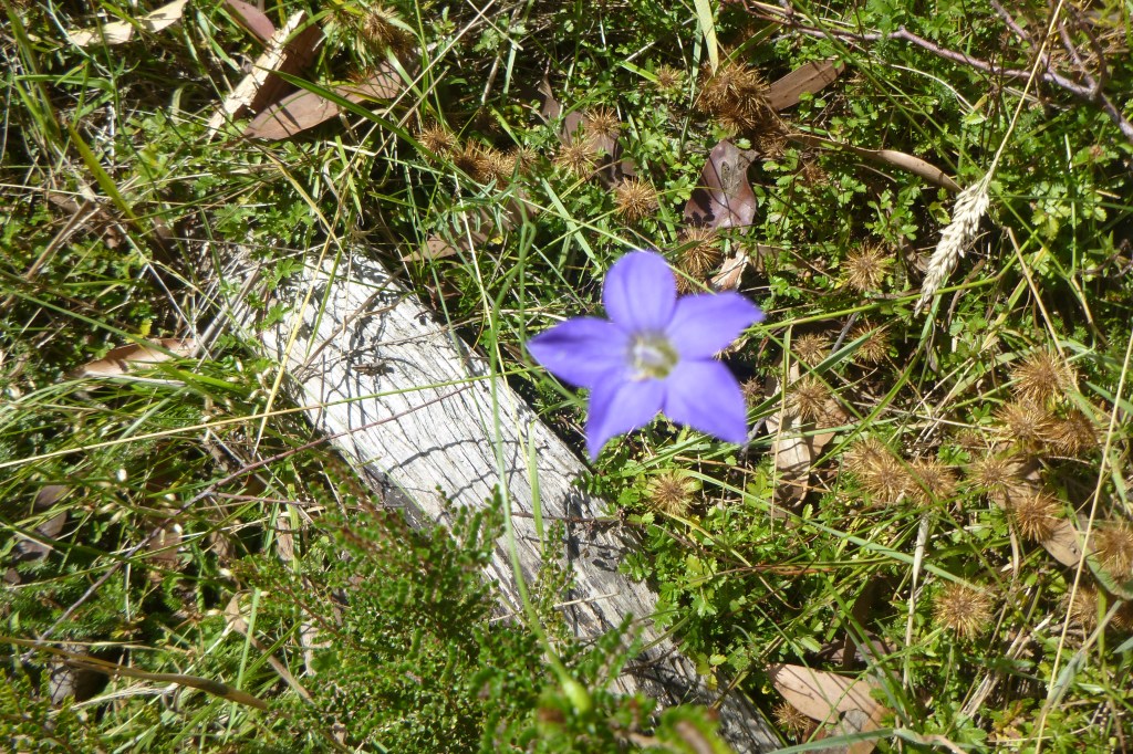 Alpine Wildflowers. Mcphersons Creek. Kosciuszko National Park.