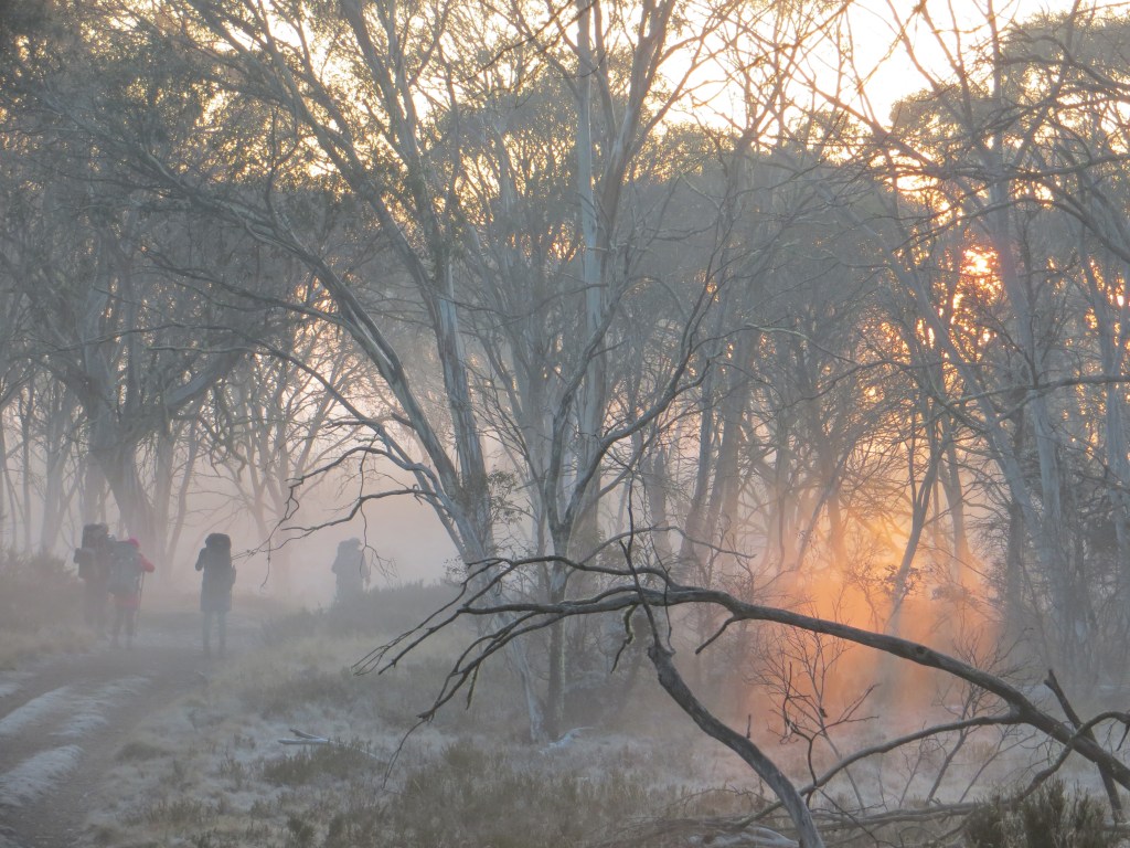 Cold morning on Bullock Hill Trail. . Kosciuszko National Park.