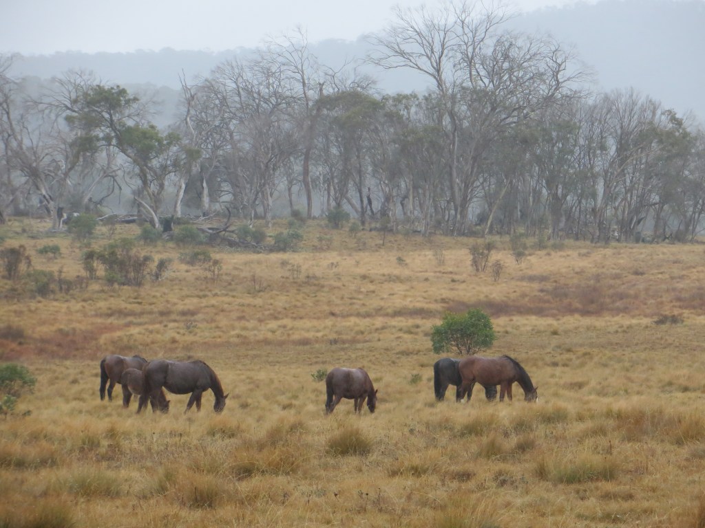 Brumbies. Kosciuszko National Park