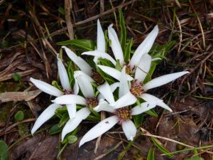 Wildflowers. . Kosciuszko National Park.