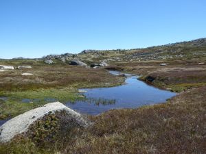 Bogs and Fens in upper Valentine River. . Kosciuszko National Park.