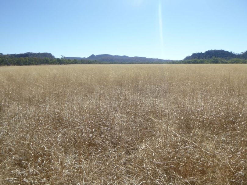 Marlong Plain Mt Moffatt