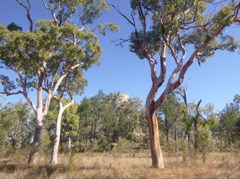 Open woodland. Mt Moffatt NP