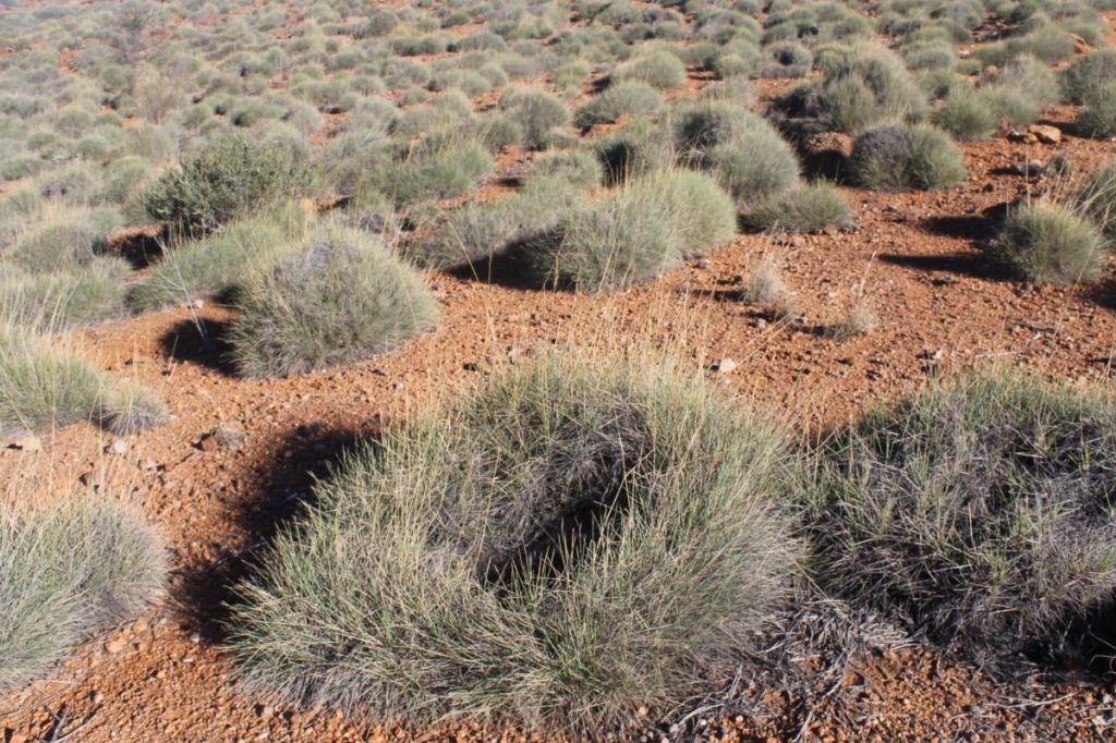 Spinifex. Mawson Plateau.
