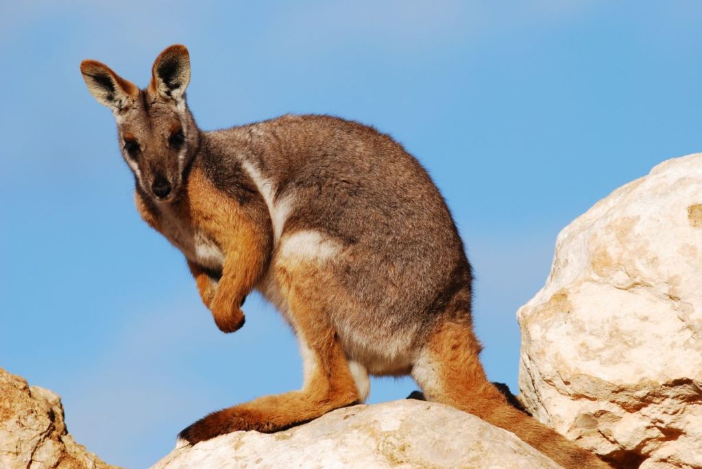 Yellow - footed Rock Wallaby