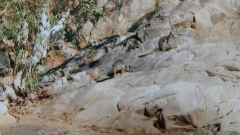 Yellow footed Rock Wallabies