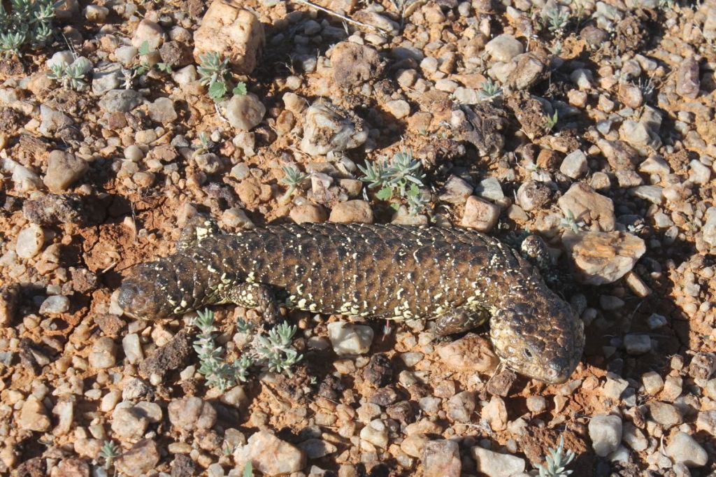 Shingleback (Trachydosaurus rugosus).