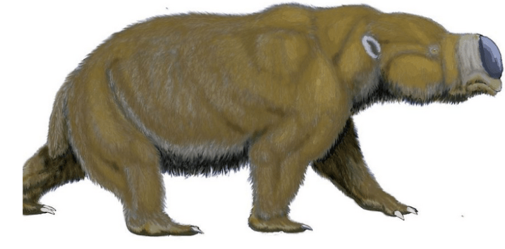 Diprotodon optatum