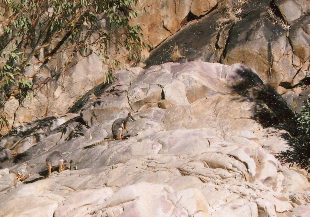 Yellow-footed Rock Wallabies in northern Flinders Ranges