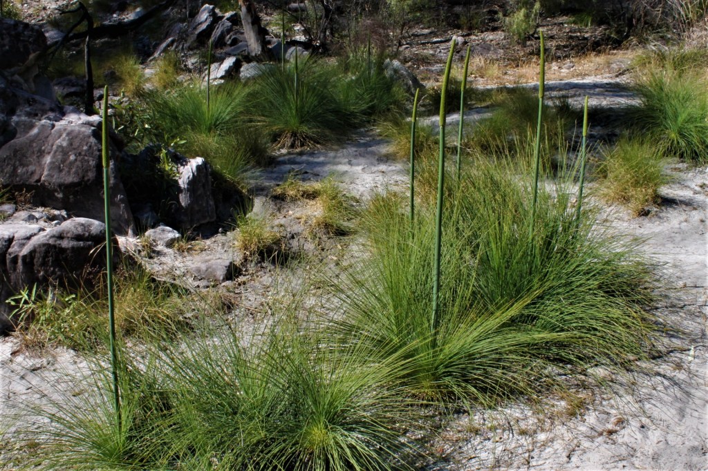 Xanthorrea johnsonii