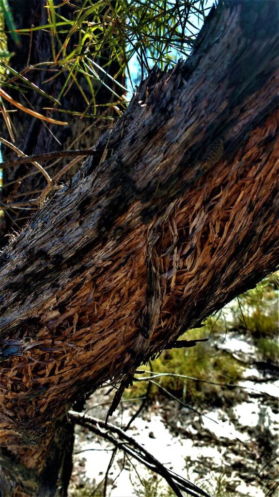 Fibrous bark of Budgeroo.  Aborigines used cylinders of Budgeroo to wrap dead bodies.