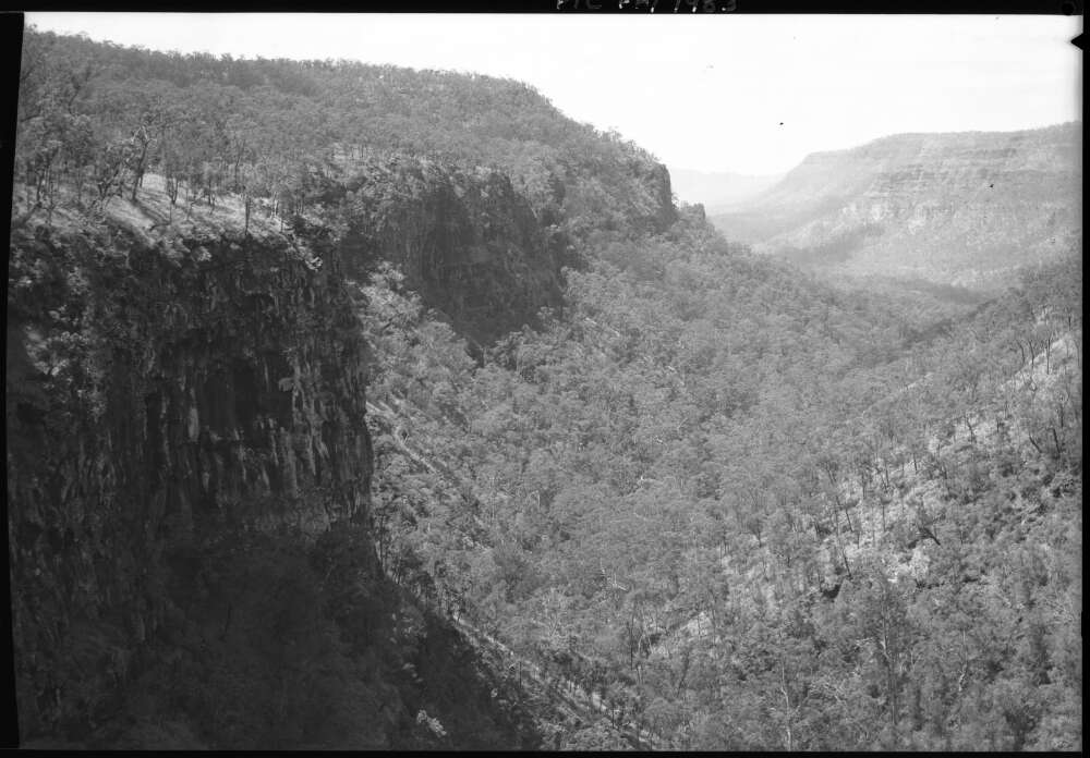 Trees in a valley, Consuelo Tableland, Qld , !949.