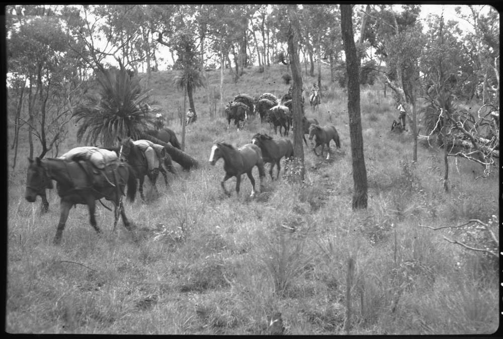 Frank Hurley: Pack Horses, Consuelo Tableland, Mt Moffatt