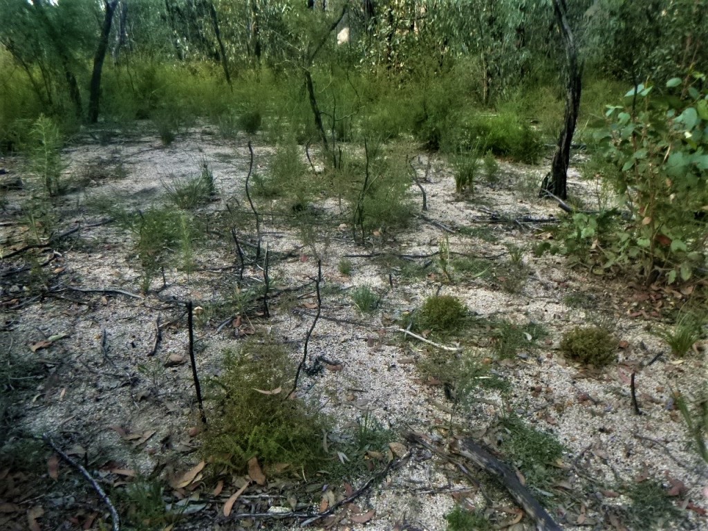 Fire ground after summer bushfires. Girraween NP.