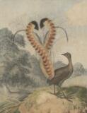 Lyrebird. Artwork by Sydenham Edwards ,1802. NLA.
