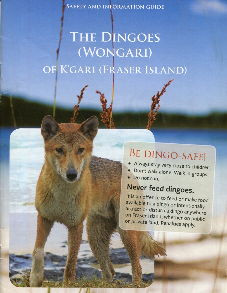 Dingo Safety Guide