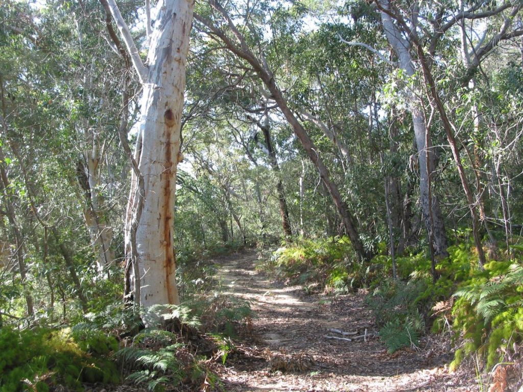 Eucalypt  Forest on K'gari. Great Walk