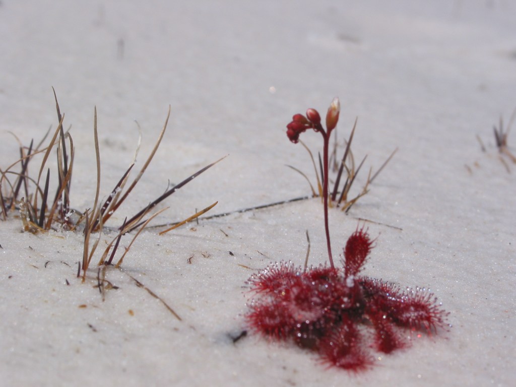 Drosera sp. Shores of L. Boomanjin