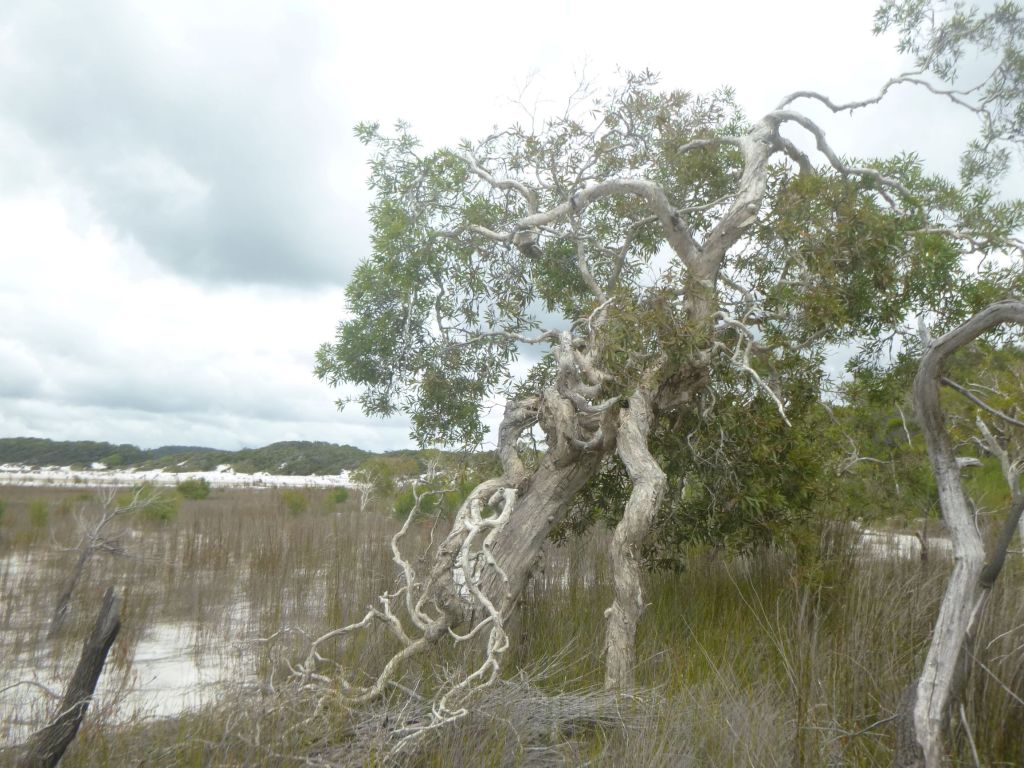 Lake Boomanjin. K'gari