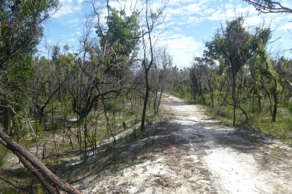 Aftermath of bushfires in 2021.