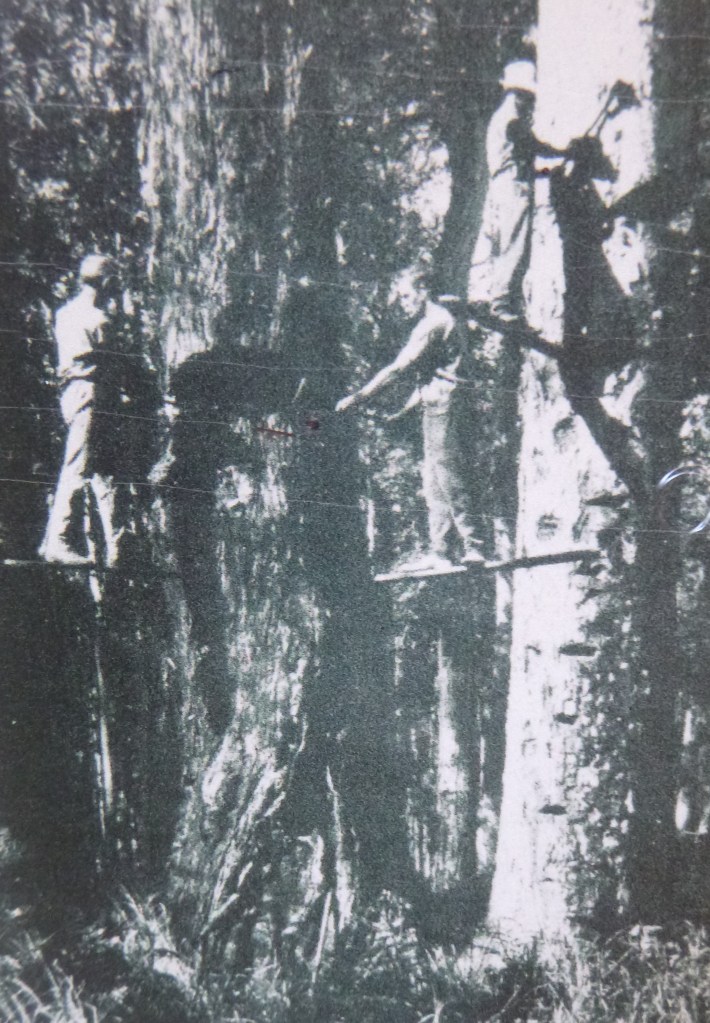 Timber Cutters, K'gari.