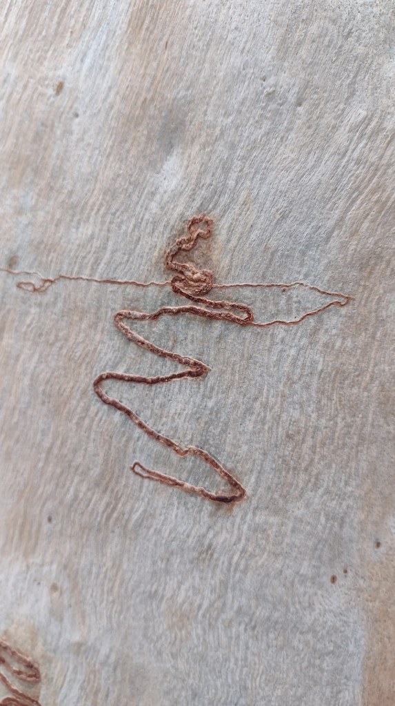 Closeup of scribble on Scribbly Gum Bark